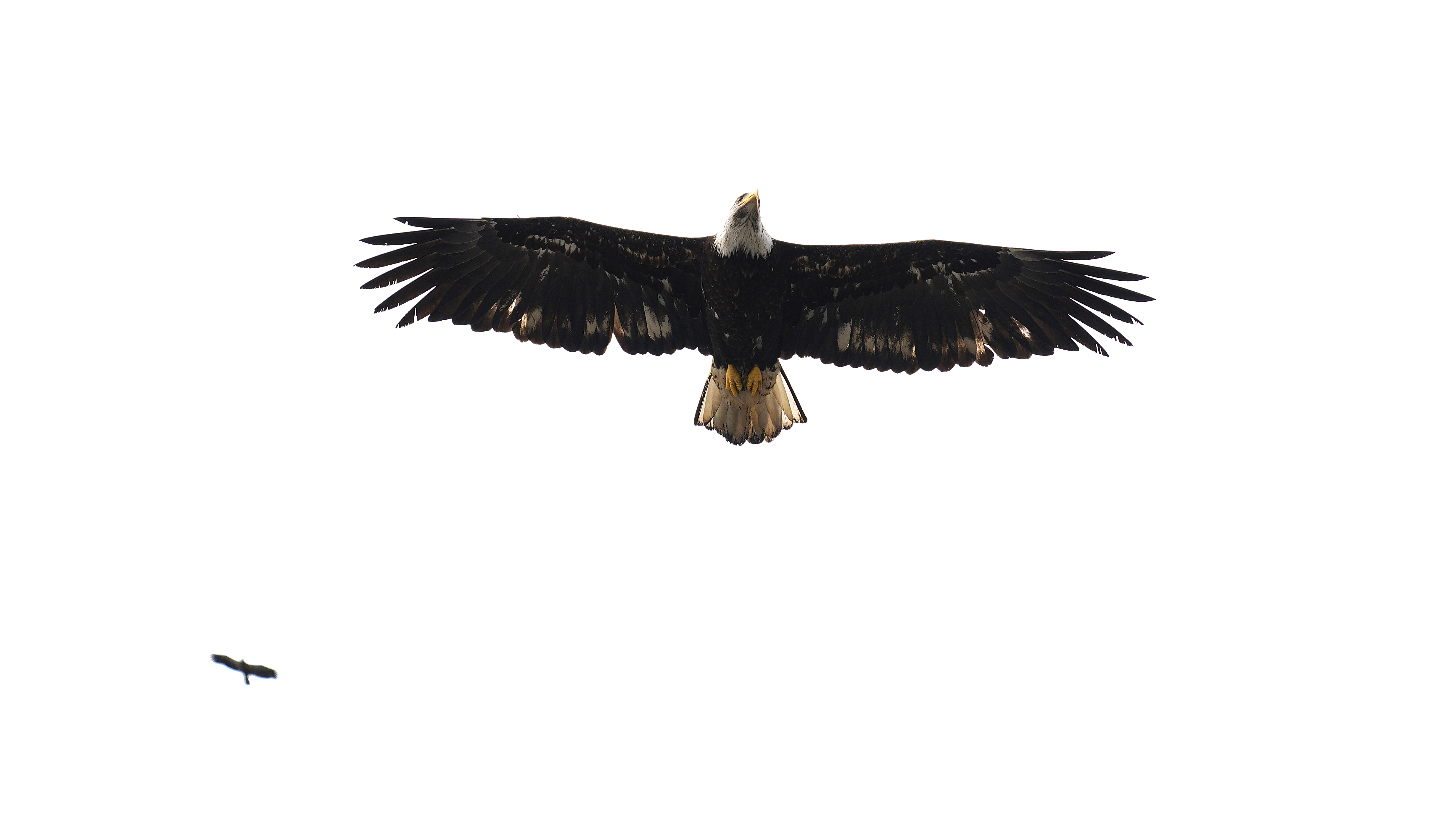 Eagle 040722 01